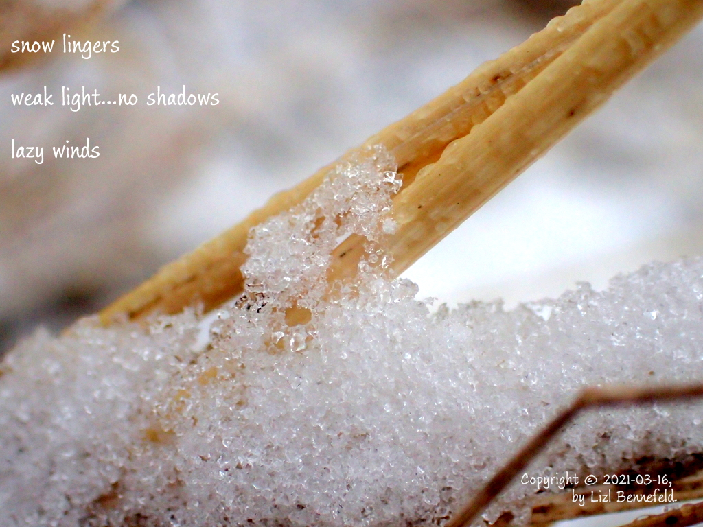 snow on last fall's tall grass