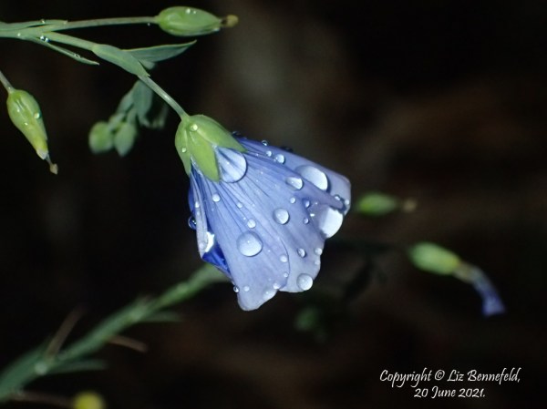blue wild flax in the rain