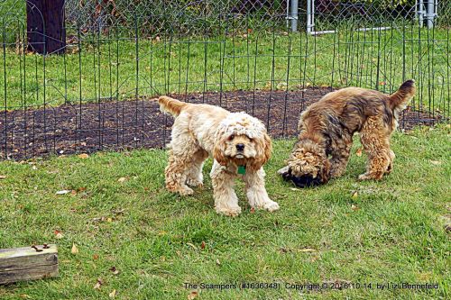 The Scampers & the New Garden Plot