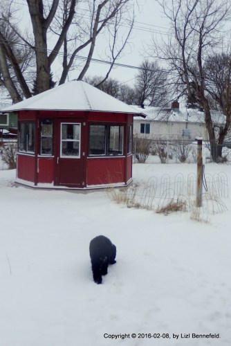 dog eating snow, gazebo and garden in background
