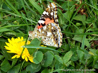 painted lady butterfly settled into an open dandelion flower