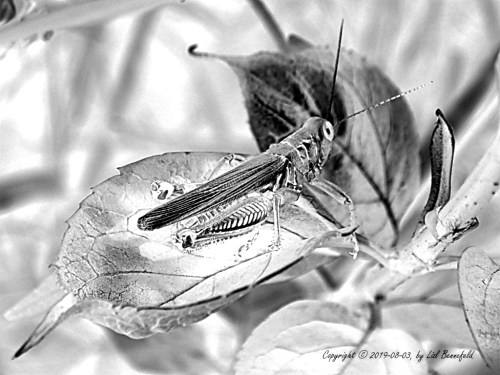 b+w: grasshopper on a leaf in the garden