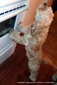A Scamper (cocker spaniel) trying to be tall enough to see the stove top