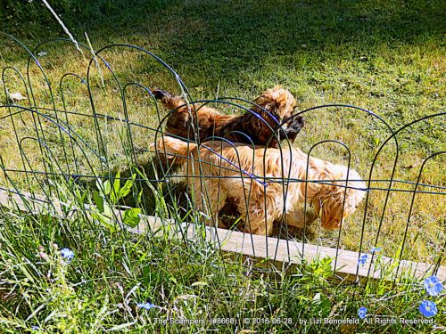The Scampers, Cocker Spaniels, beside the wild flax garden.