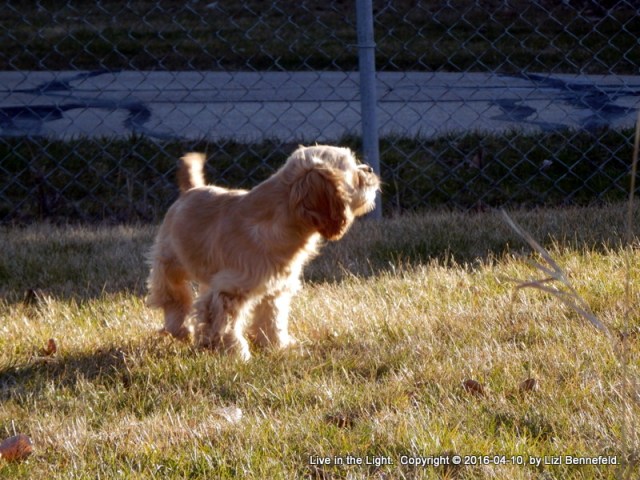 Thadd, cocker spaniel, looking into the morning sun