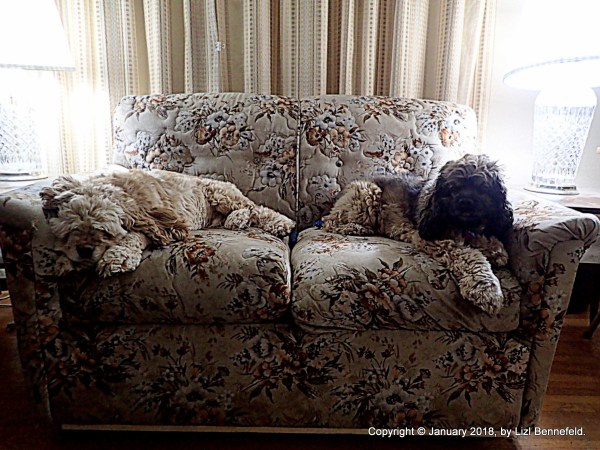 The Scampers dozing on the love seat