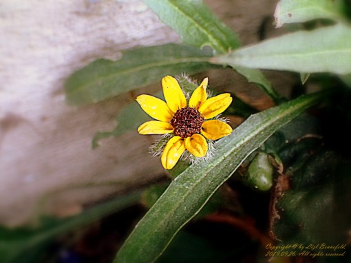tiny black-eyed susan half hidden by leaves