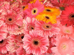Gerber Daisies