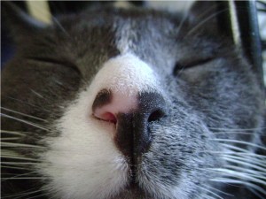 Gray hair on rabbit
