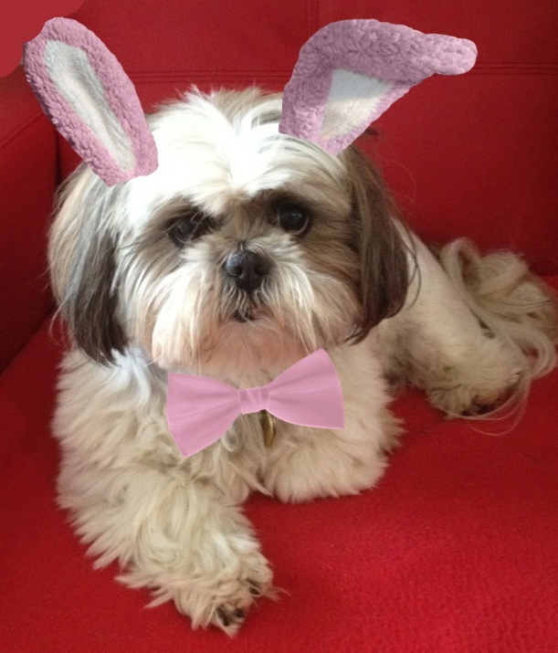 Bunny Wicked Wizard Prissy Paws