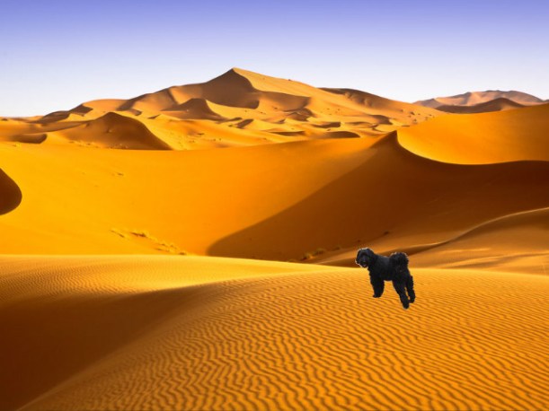 Zena in the Sahara
