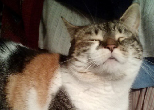 smug sundae