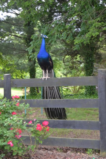 jr peacock