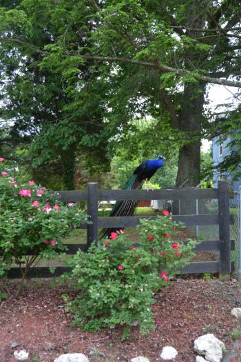 peacock last