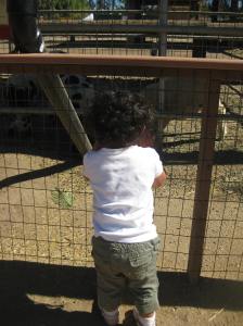 PumpkinPatchFestival 035