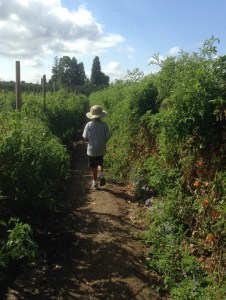 We picked our own berries before exploring the rest of the farm.
