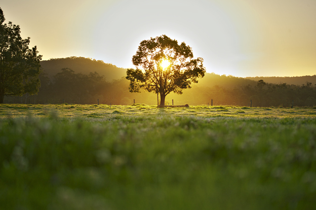 tree