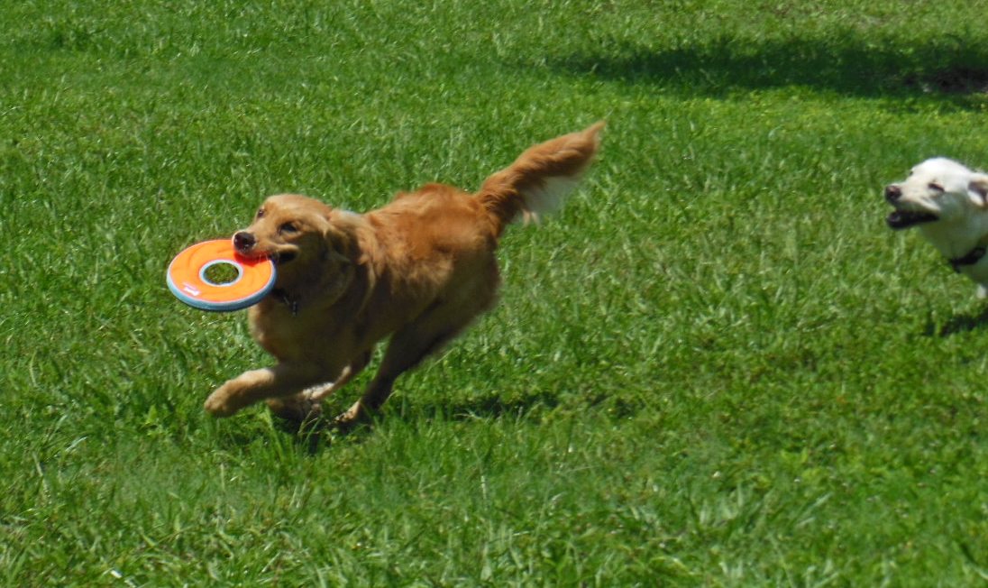 Cali races across a lawn with a frisbee