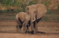 An Apology to Elephants An Apology to Elephants