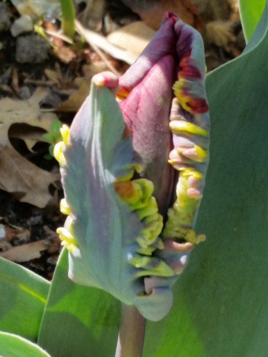 my-tulip-20160415_154336
