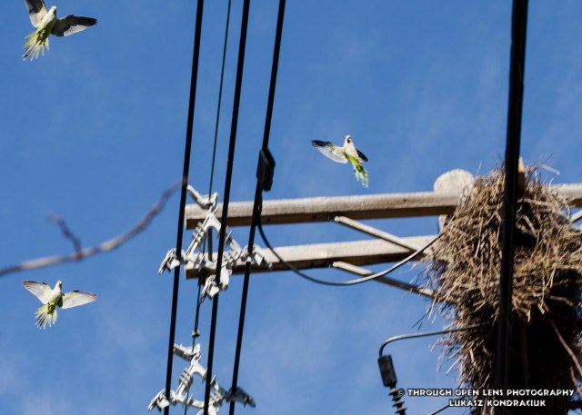 Monk Parakeets