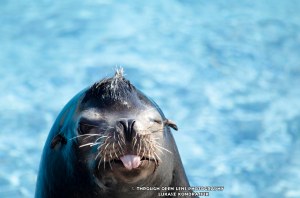 Sea Lion
