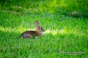 Bunny