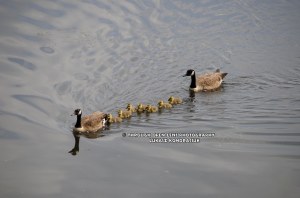 canadian goose