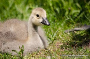 canadian goose baby