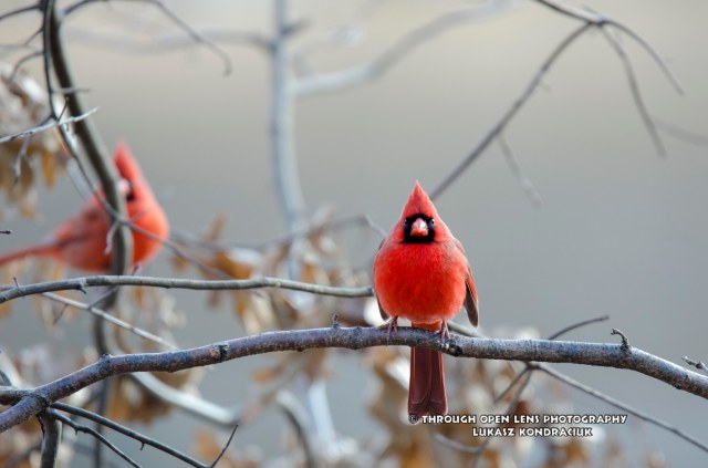 cardinal