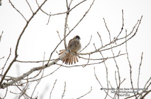 American Kestrel