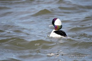 Bufflehead Duck