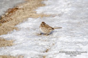 Song Sparrow