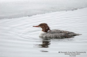 Common Merganser