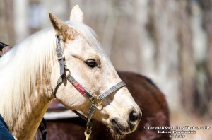 horse