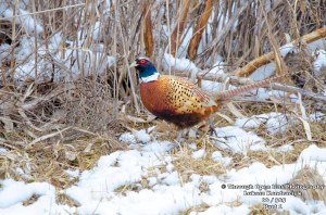 pheasants