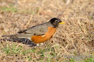 American Robin