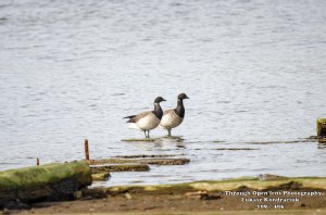 Brant goose