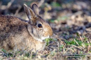 bunny