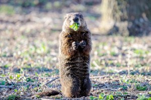 Groundhog