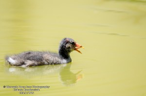 Common Gallinule Chick