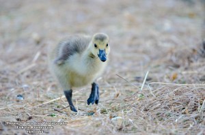 gosling