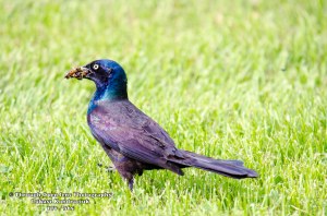 Brewer's Blackbird