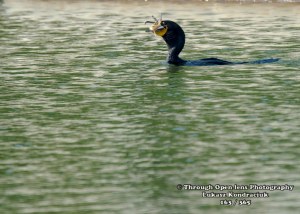 Double-crested Cormorant
