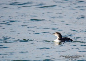 Common Loon Juvenile