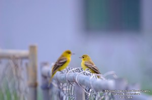yellow warbler 1