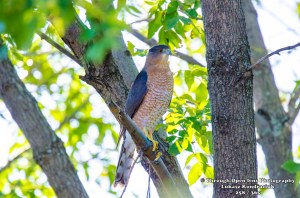 Cooper's Hawk
