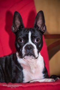 Boston Terrier