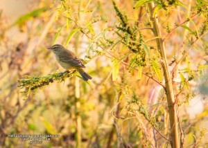 Palm Warbler