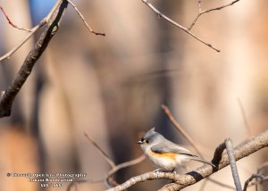 Tufted Titmouse